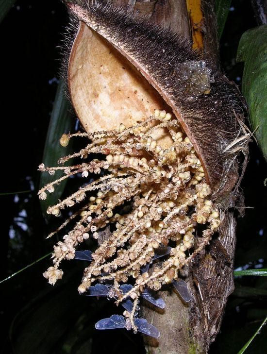 Bactris longiseta fruit