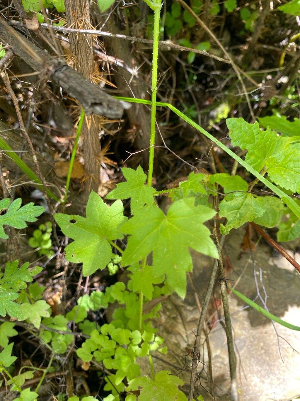 Bowlesia flabilis — related species from the same genus