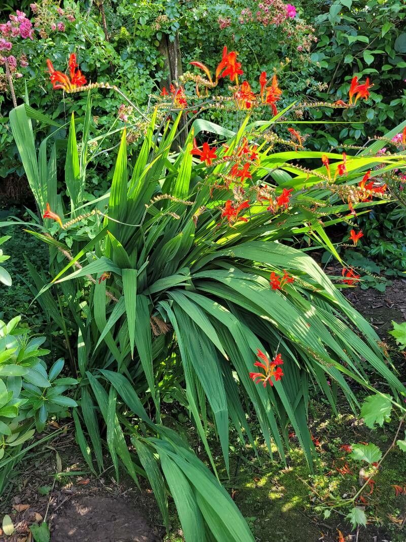 Crocosmia paniculata habit