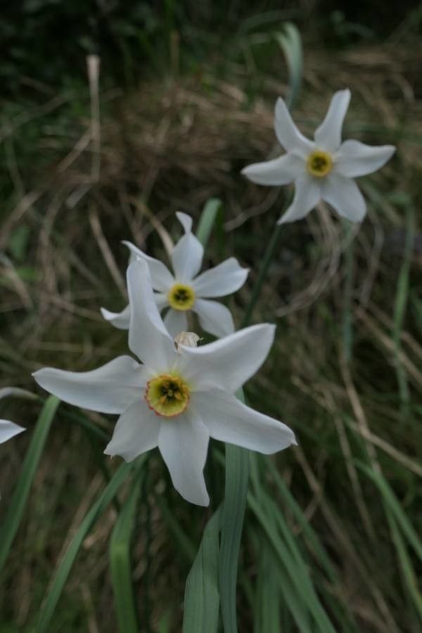 Narcissus elegans flower