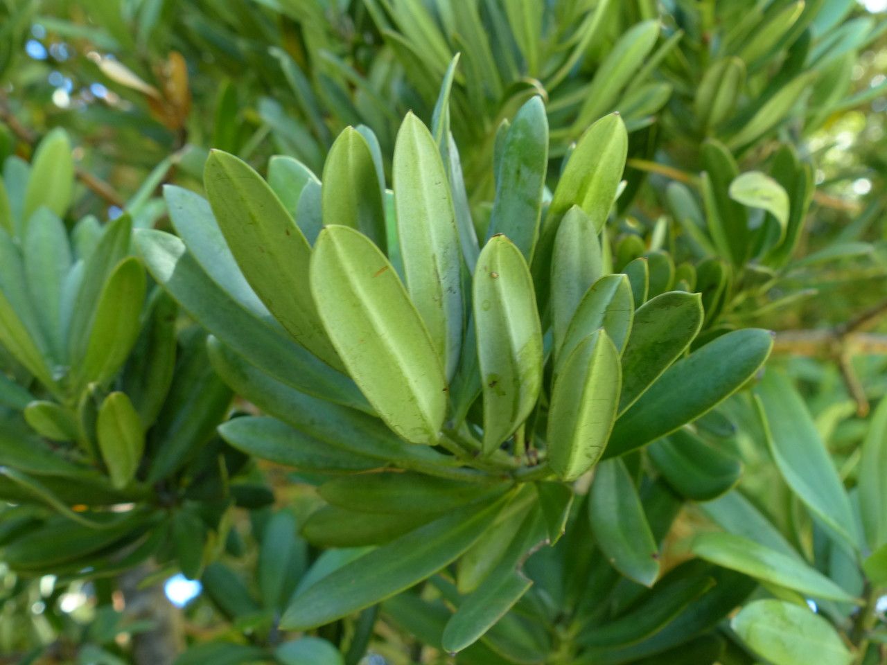 Podocarpus latifolius — search result for 'Podocarpus'