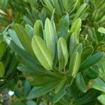 Podocarpus latifolius