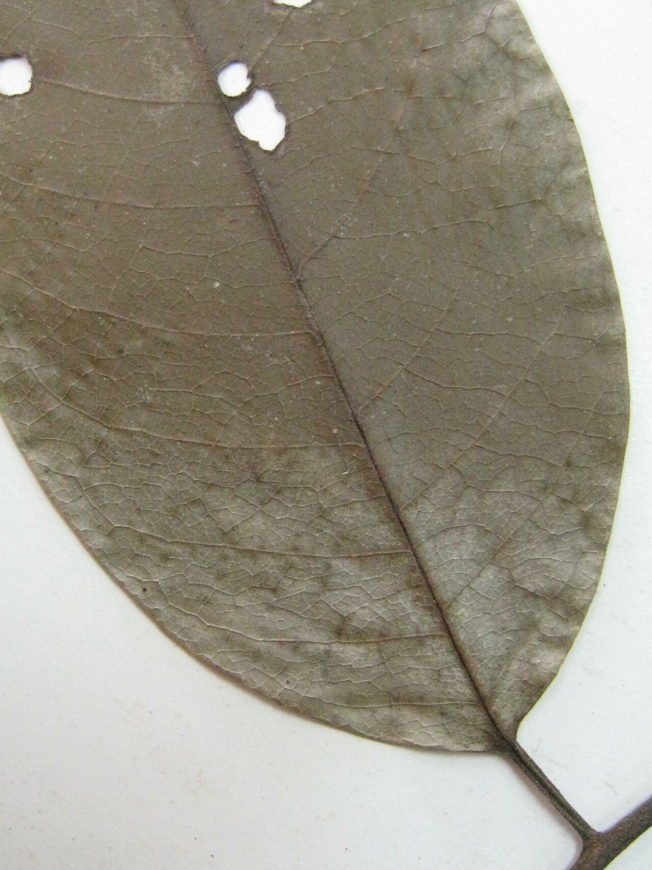 Annona exsucca other