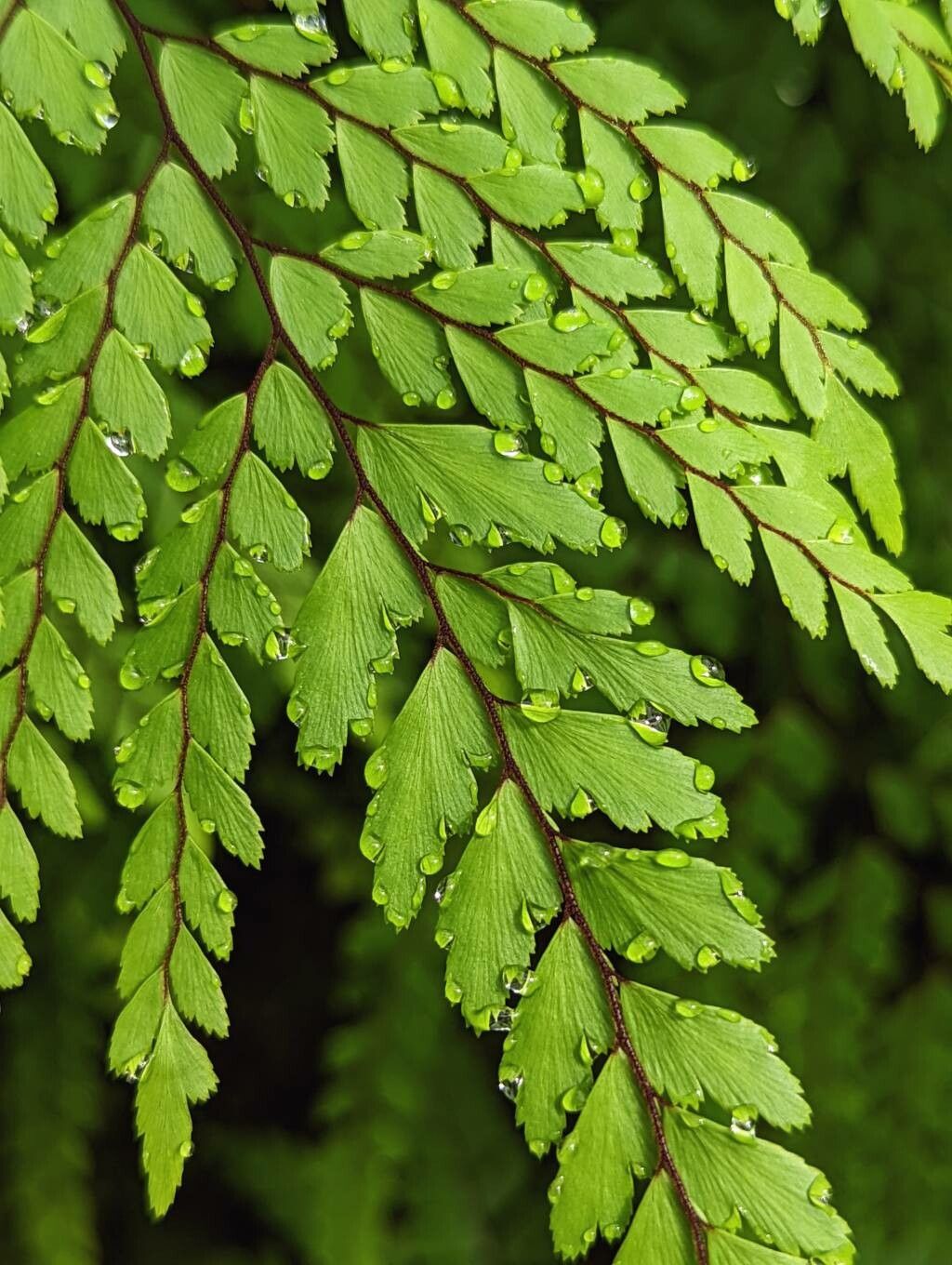 Adiantum formosum leaf