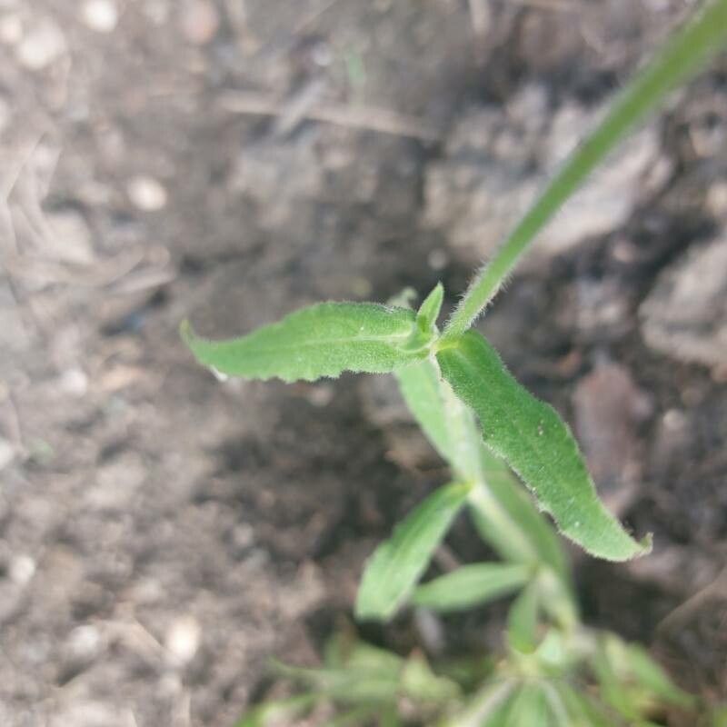 Silene undulata leaf