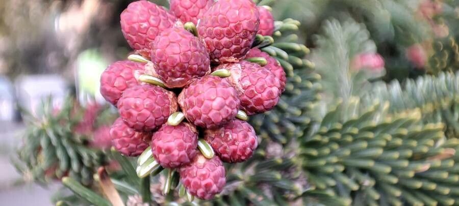 Abies pinsapo fruit