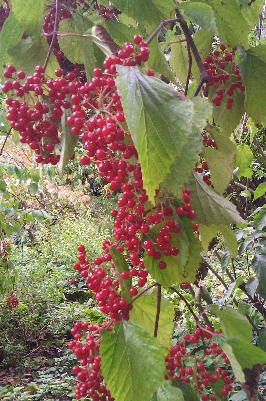 Viburnum betulifolium fruit
