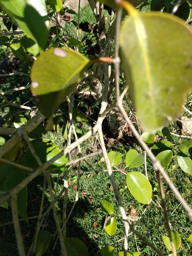 Eugenia copacabanensis bark