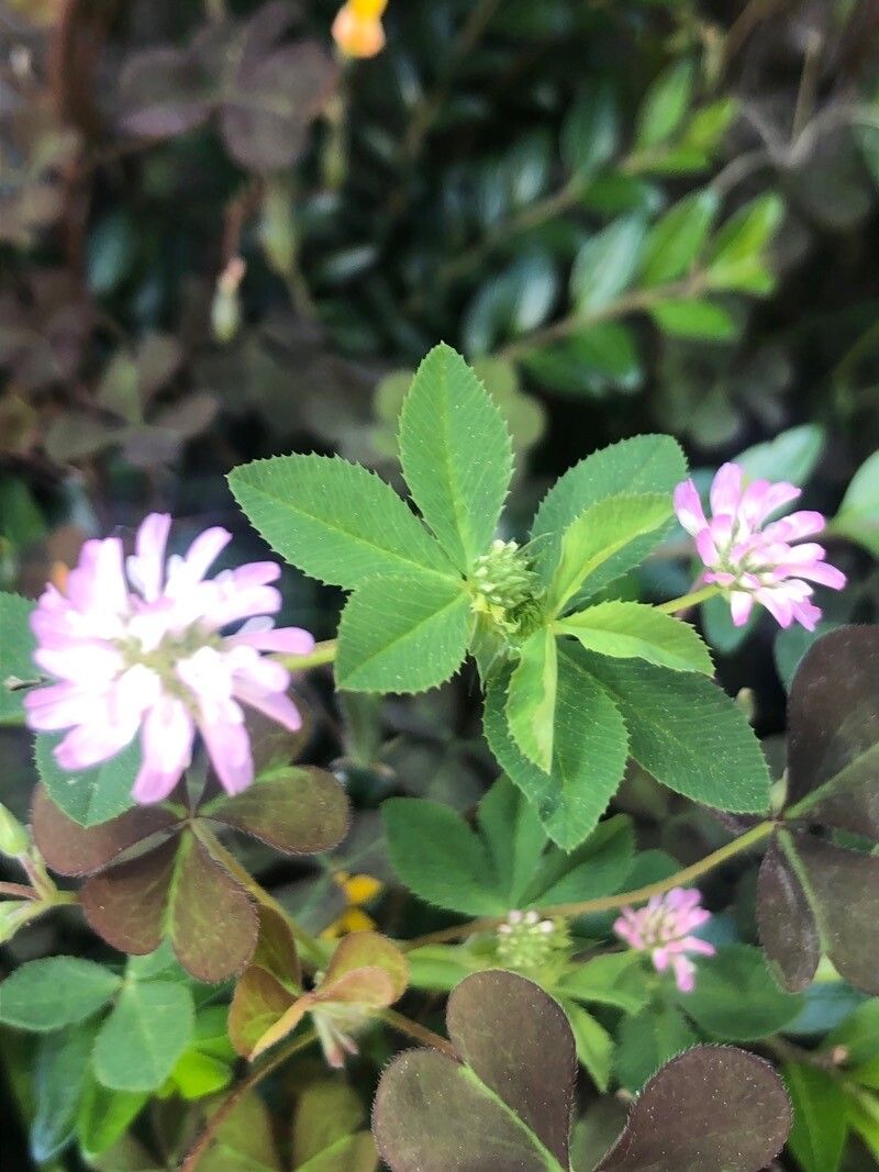 Trifolium resupinatum leaf
