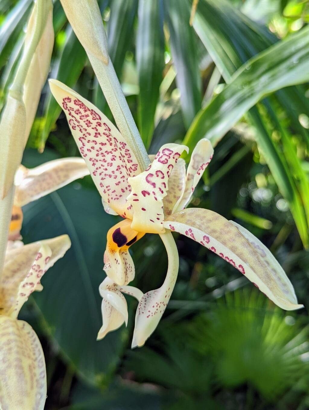 Stanhopea whittenii flower