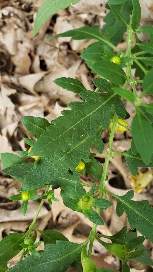 Aureolaria grandiflora — related species from the same genus
