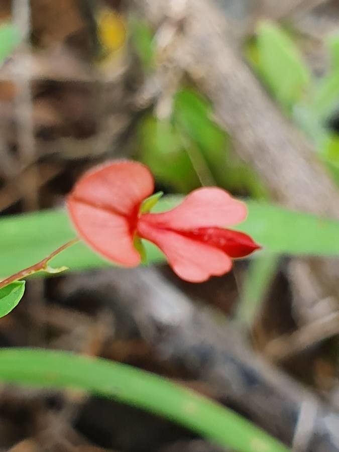 Indigofera brevicalyx flower
