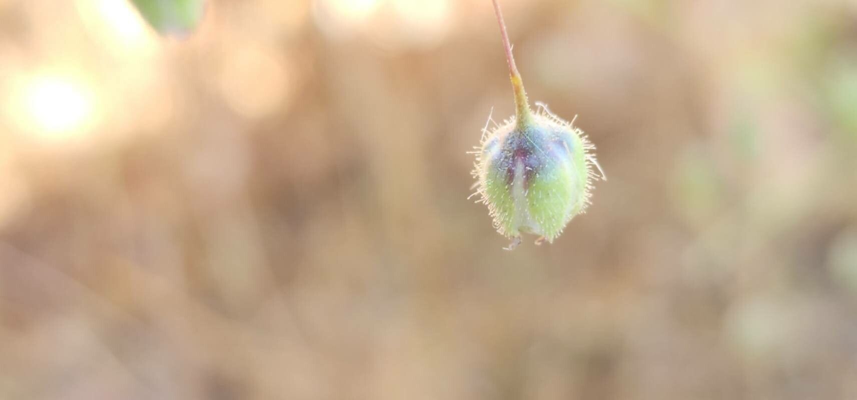 Gypsophila pilosa fruit