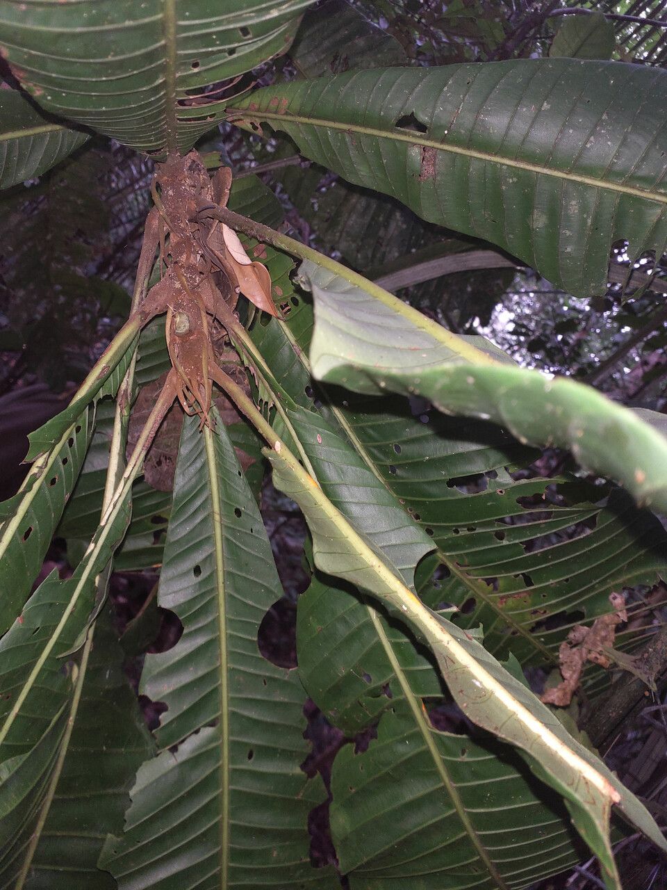 Quiina obovata — houseplant care guide