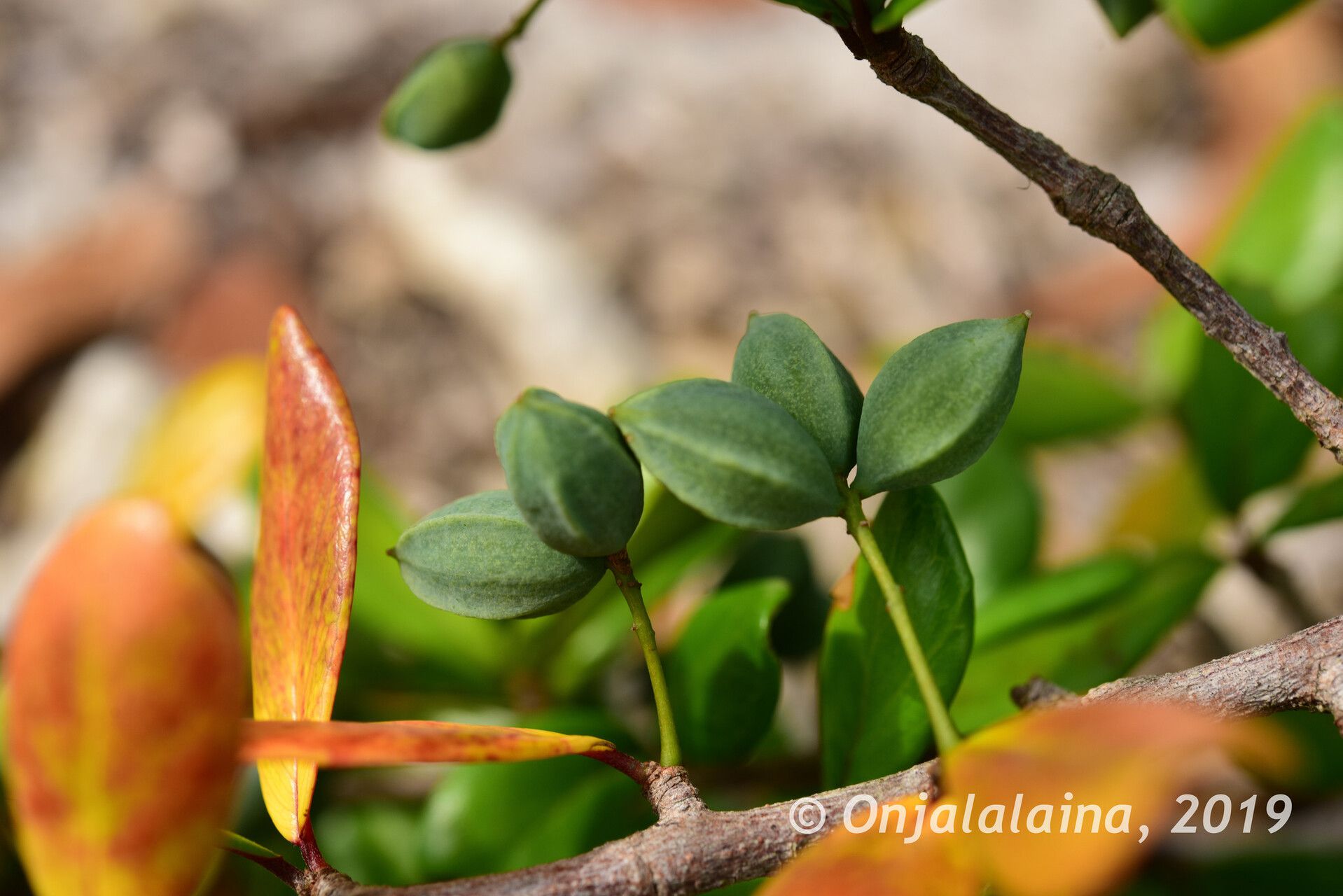 Terminalia fatraea fruit