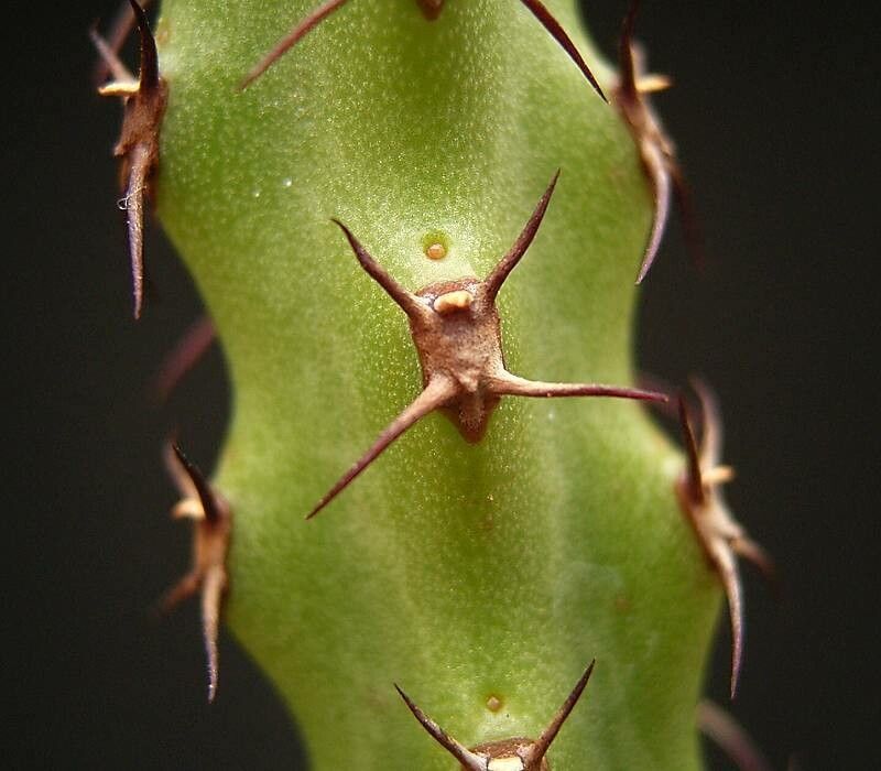 Euphorbia whellanii leaf