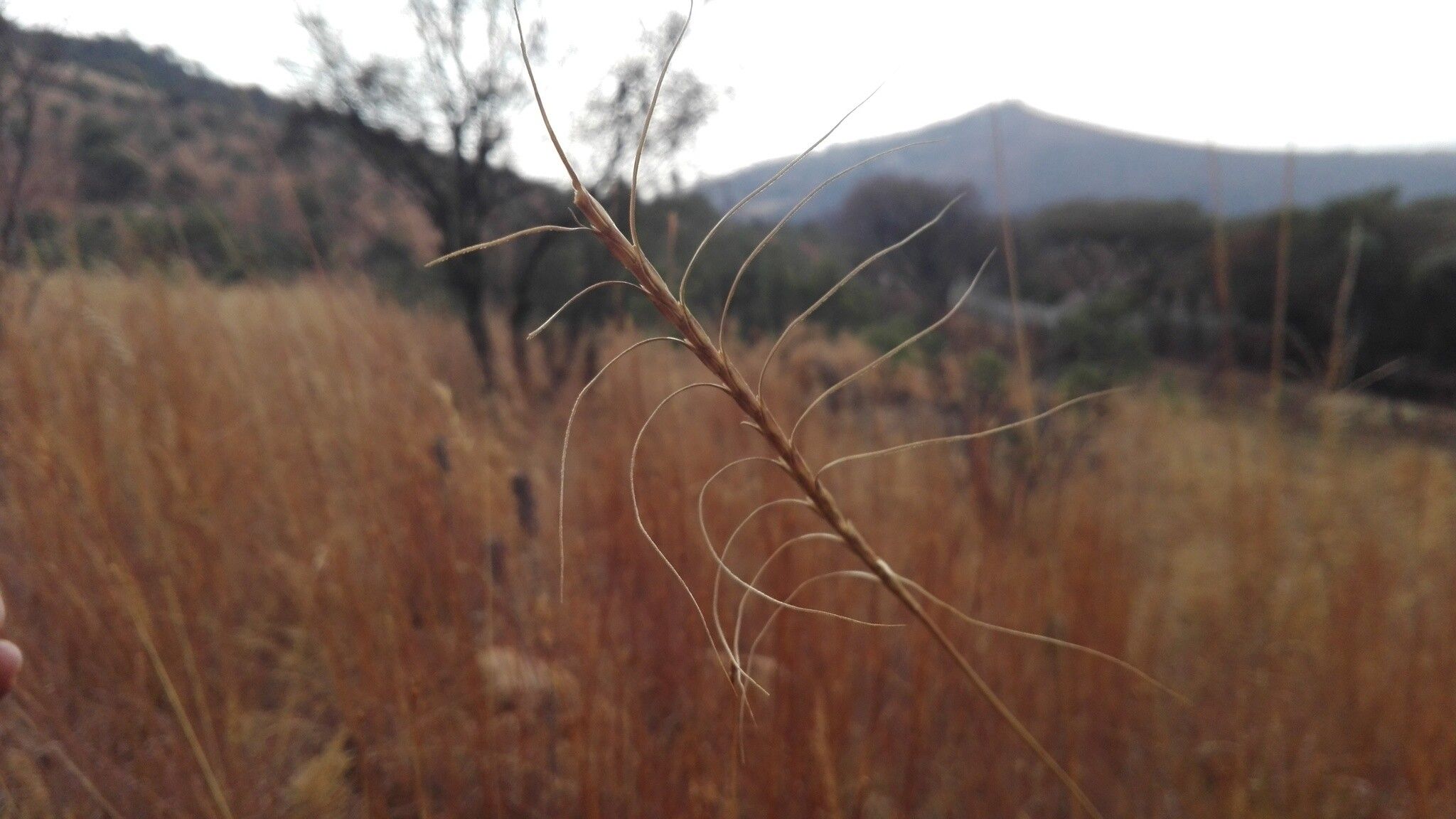 Urelytrum agropyroides fruit