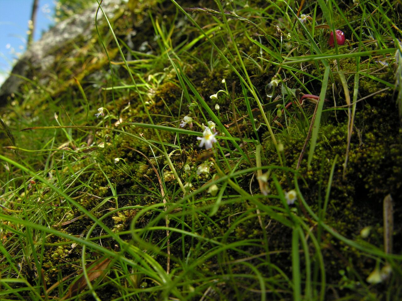 Utricularia kumaonensis habit