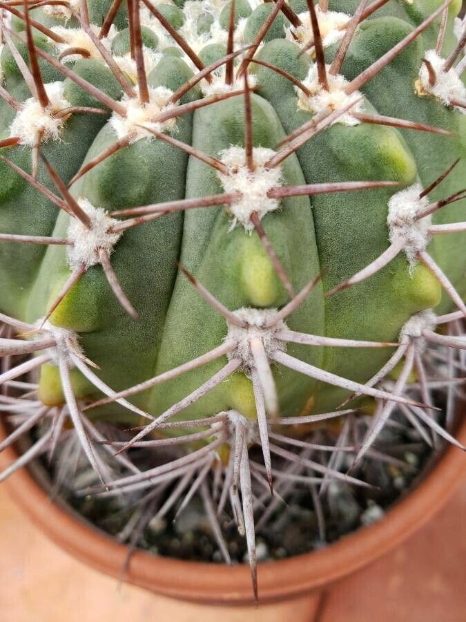Gymnocalycium hybopleurum leaf