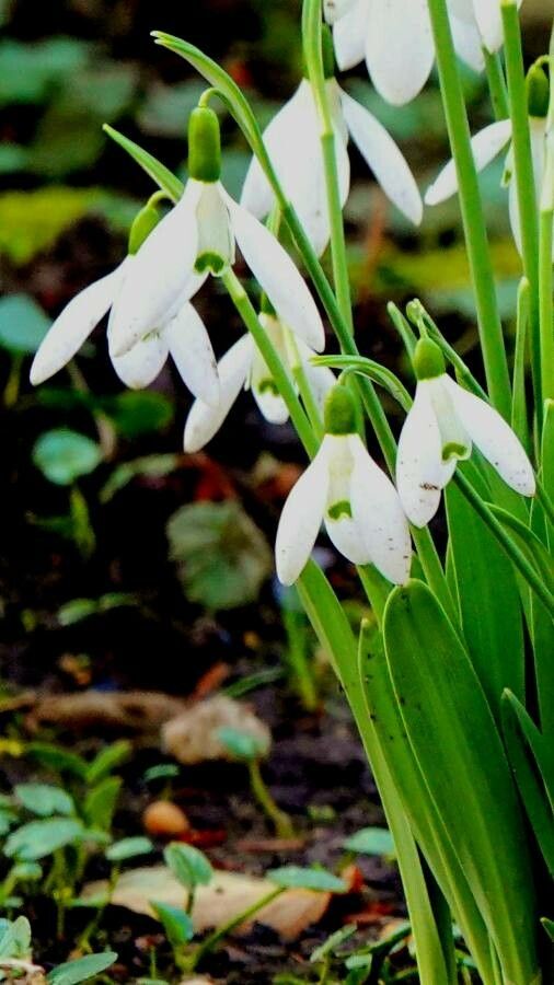 Galanthus elwesii