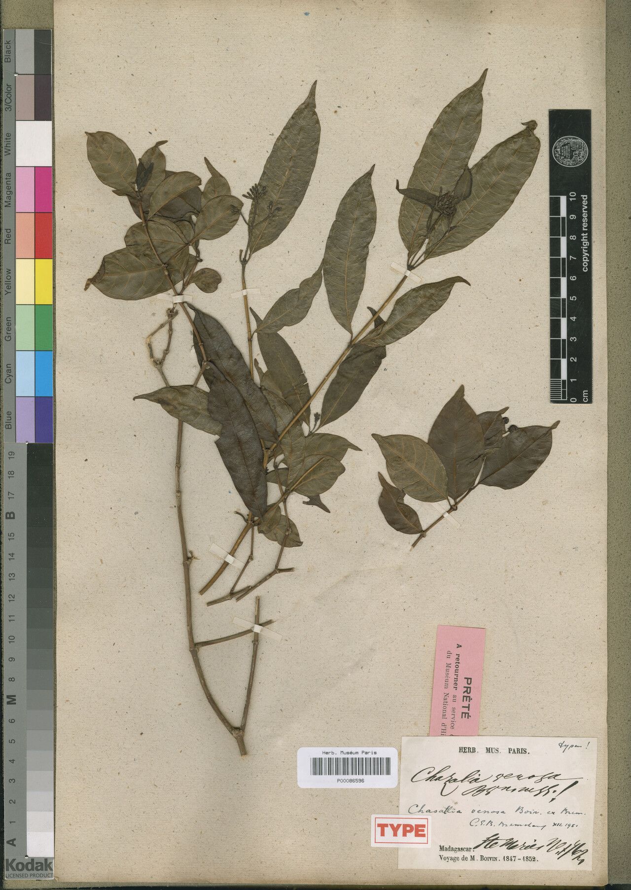 Chassalia venosa — houseplant care guide