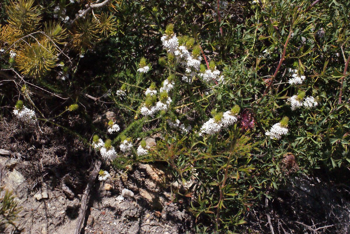 Scaevola lanceolata habit