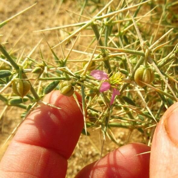 Fagonia indica fruit