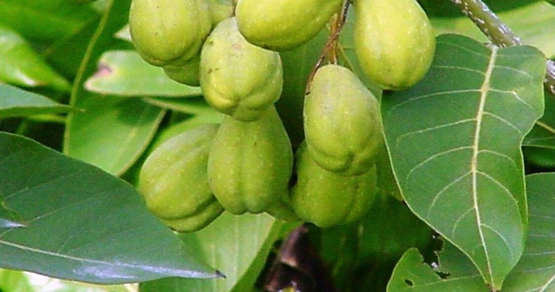 Terminalia bellirica fruit