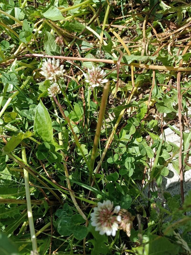 Trifolium orbelicum — houseplant care guide