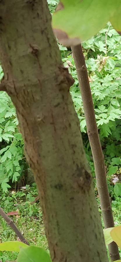 Cinnamomum glanduliferum bark