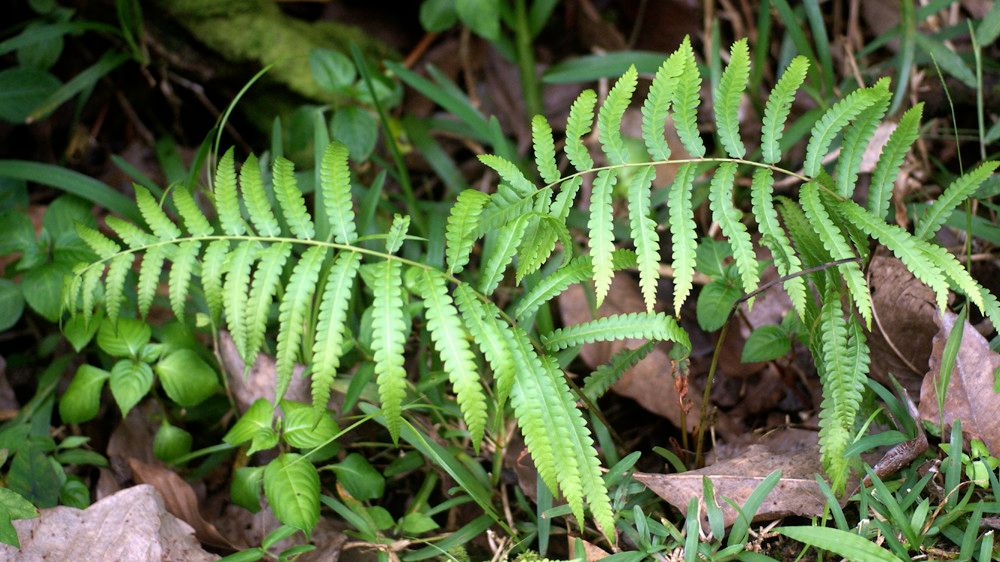 Thelypteris interrupta habit