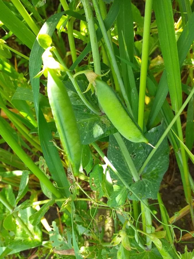 Pisum sativum fruit
