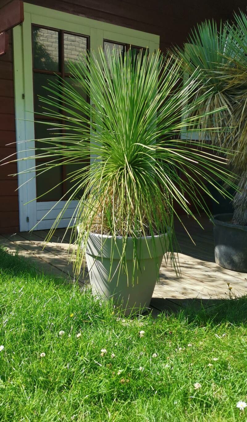 Yucca queretaroensis bark