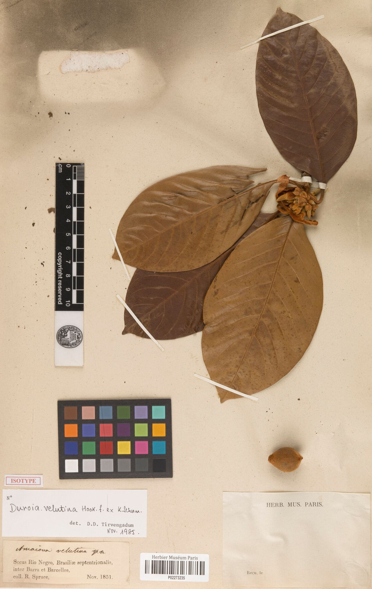 Duroia velutina fruit