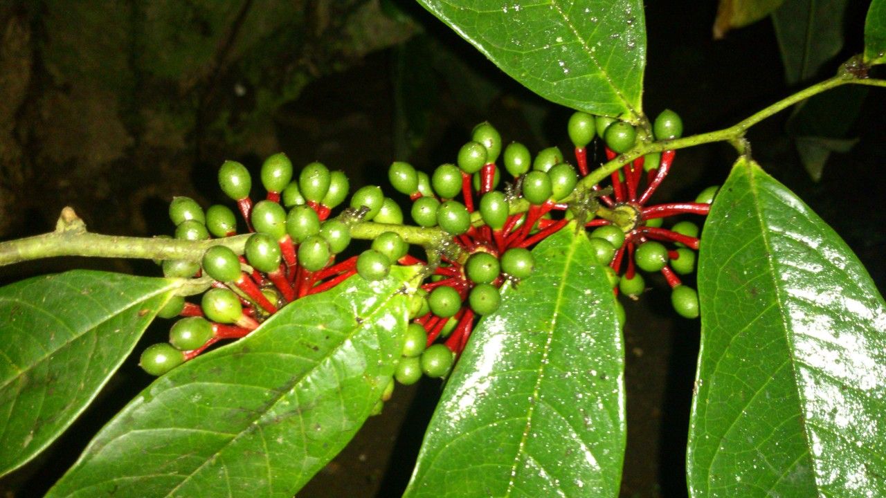 Guatteria diospyroides leaf