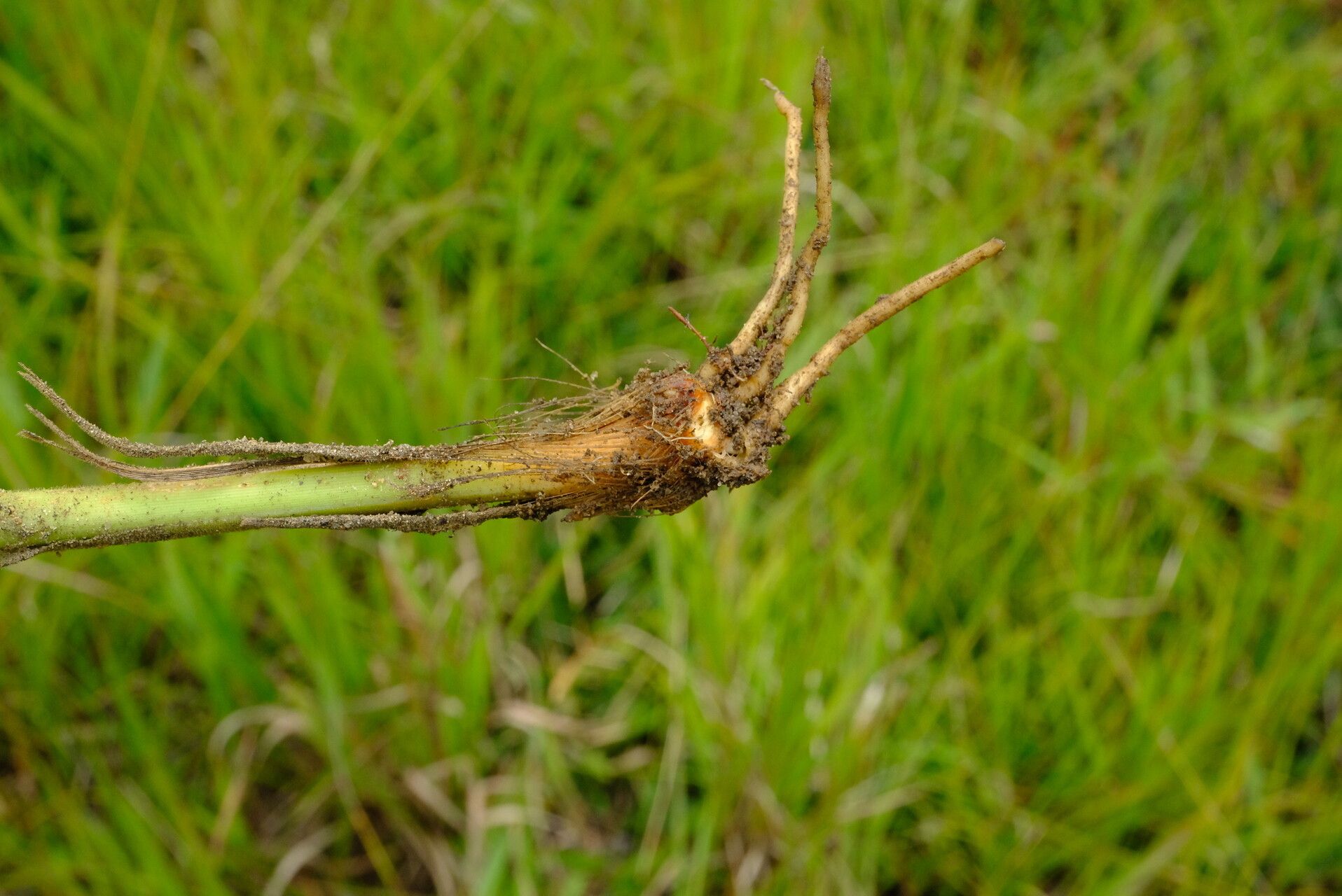 Chlorophytum velutinum bark