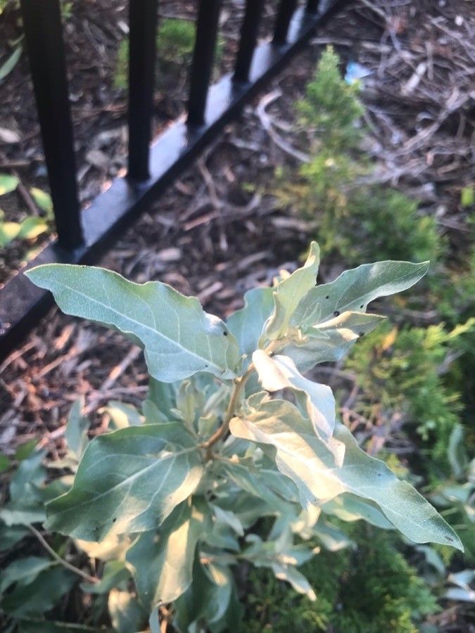 Elaeagnus commutata leaf