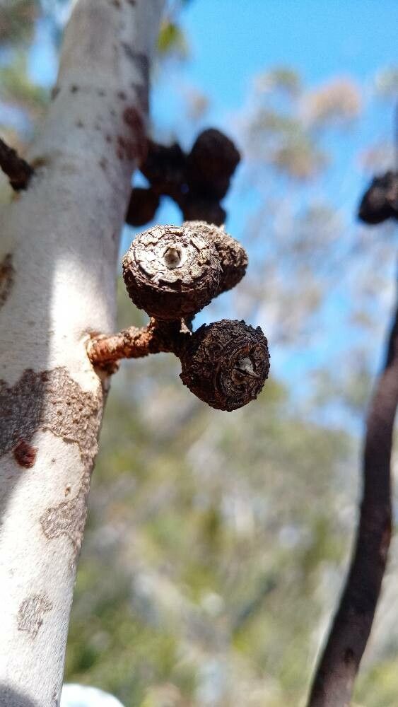Eucalyptus pachycalyx fruit