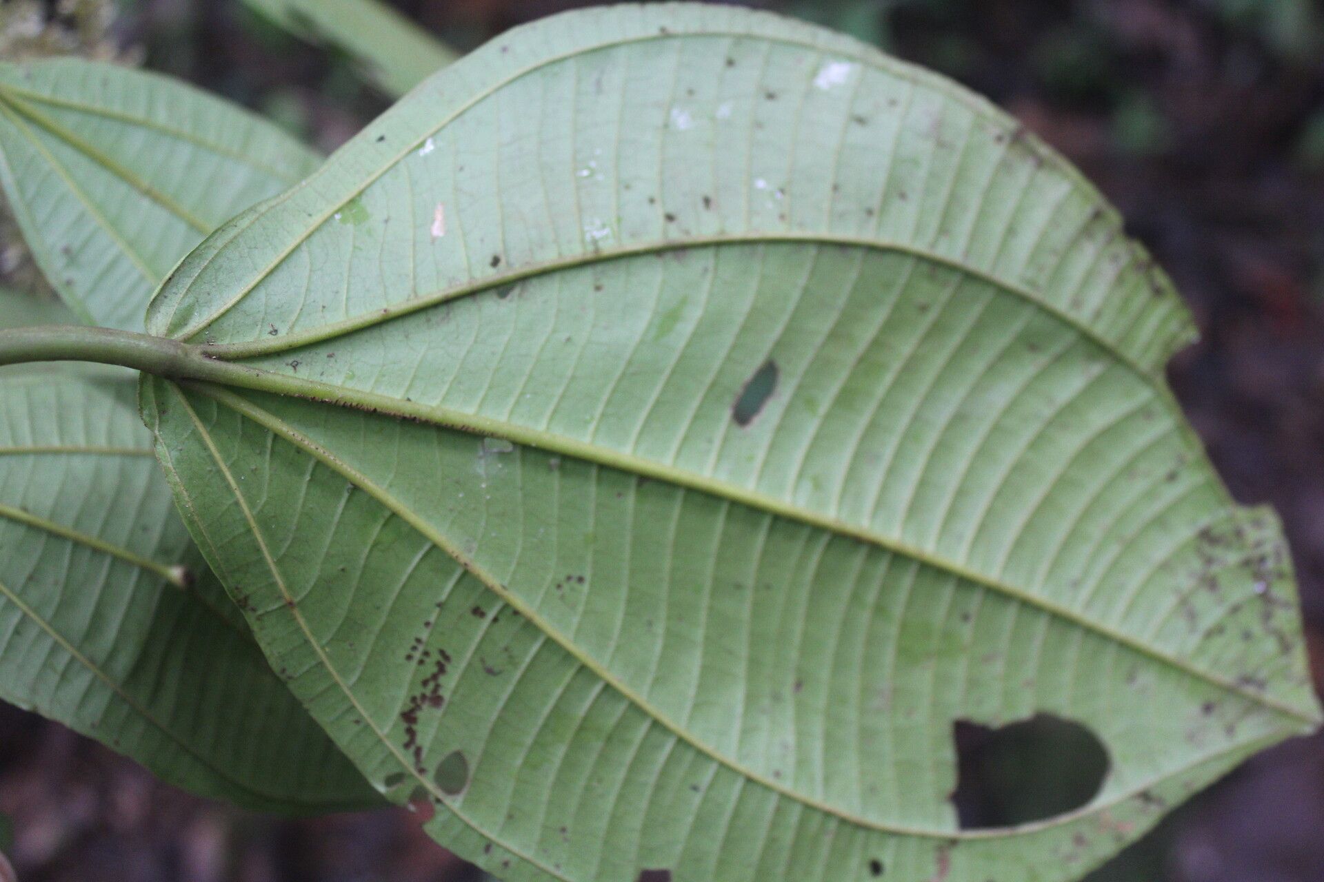 Miconia nutans — houseplant care guide