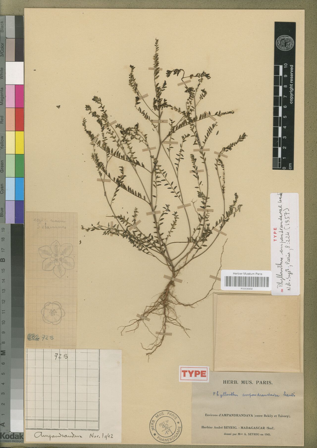 Phyllanthus ampandrandavae — houseplant care guide