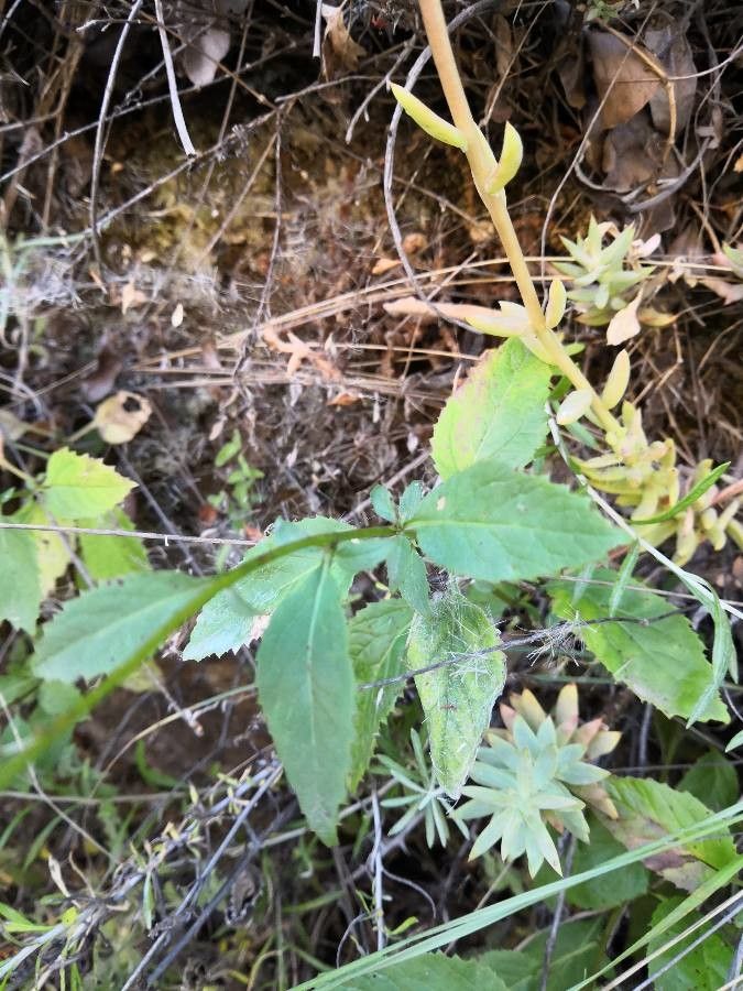 Trachelium caeruleum — search result for 'Campanulaceae'