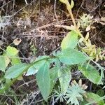 Trachelium caeruleum