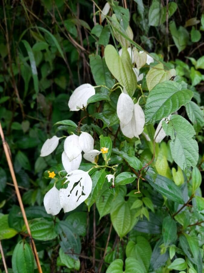 Mussaenda flava leaf