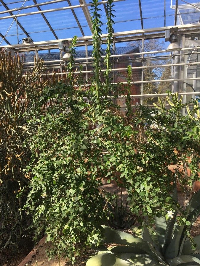 Pereskia weberiana habit