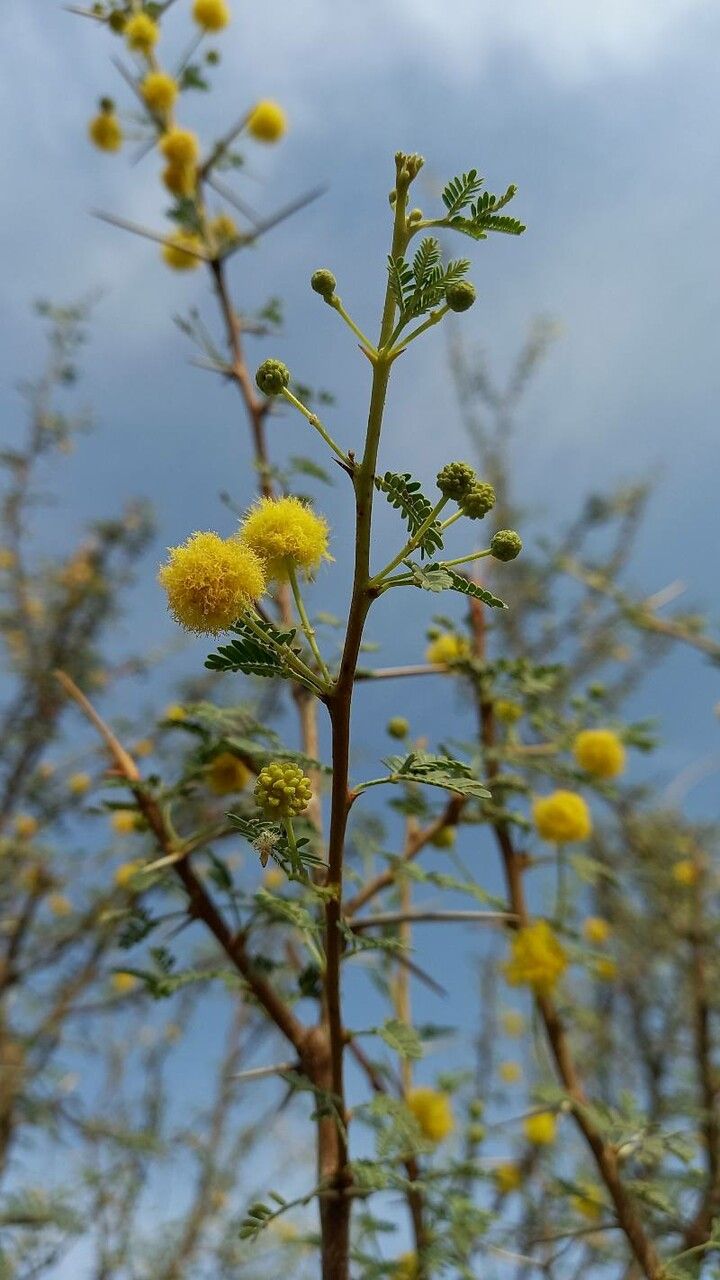 Acacia ehrenbergiana flower