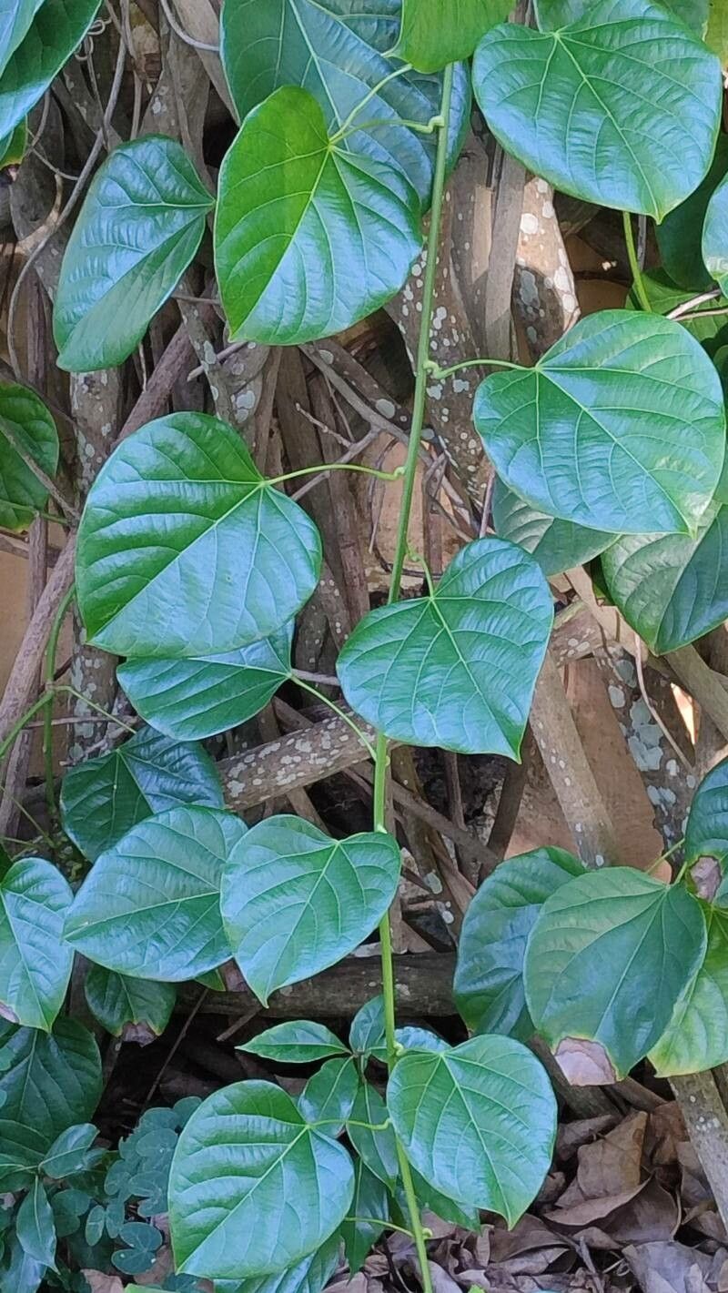 Anamirta cocculus — search result for 'Cocculus'