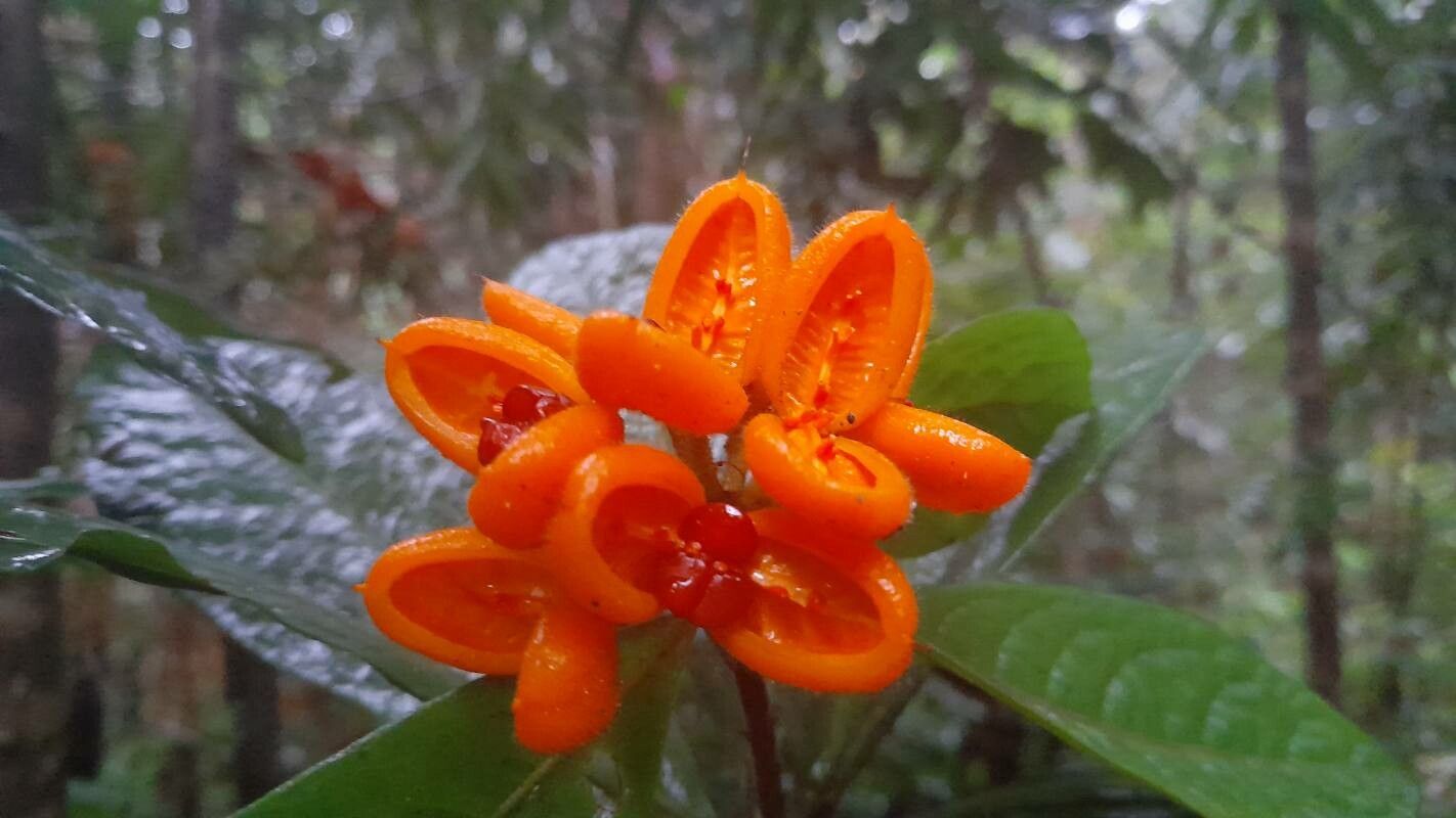 Pittosporum rubiginosum — search result for 'Pittosporum'