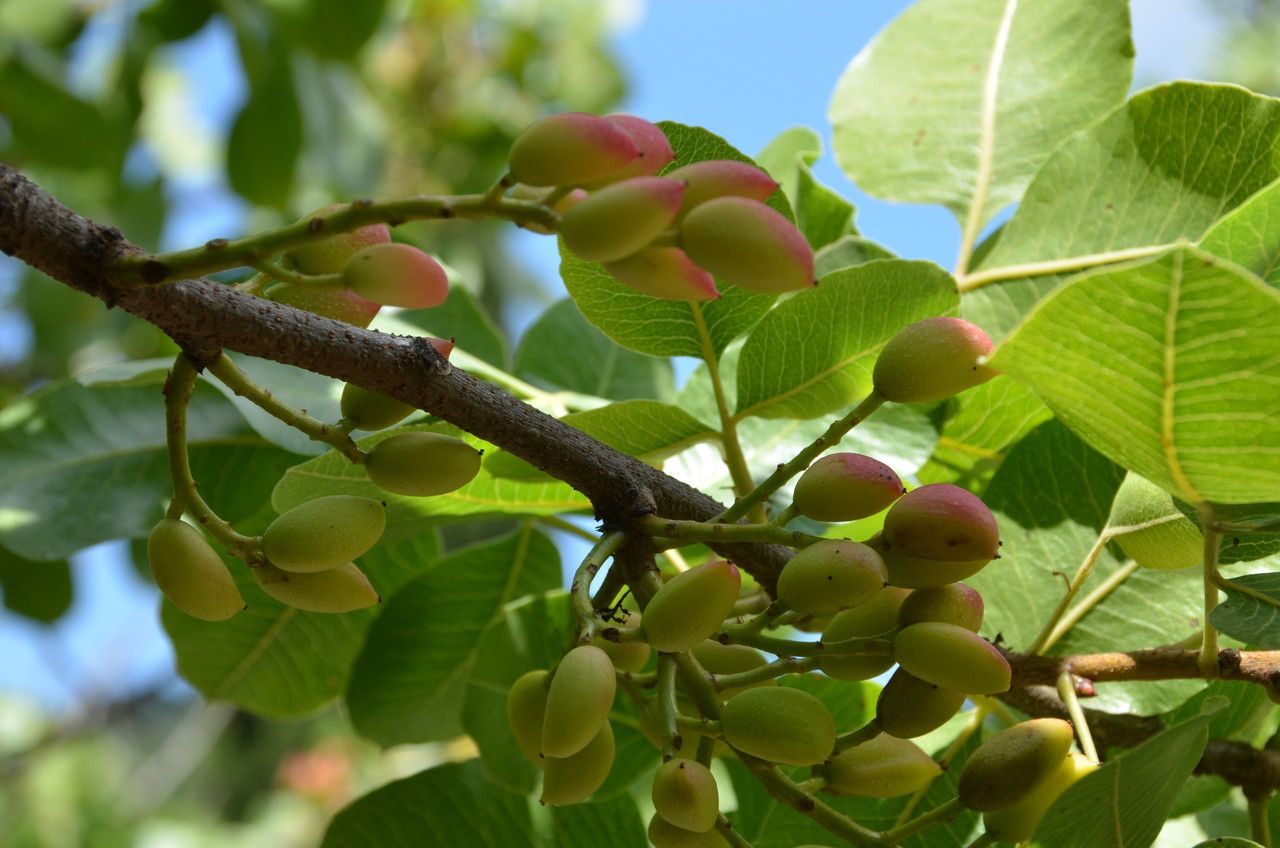 Pistacia vera flower