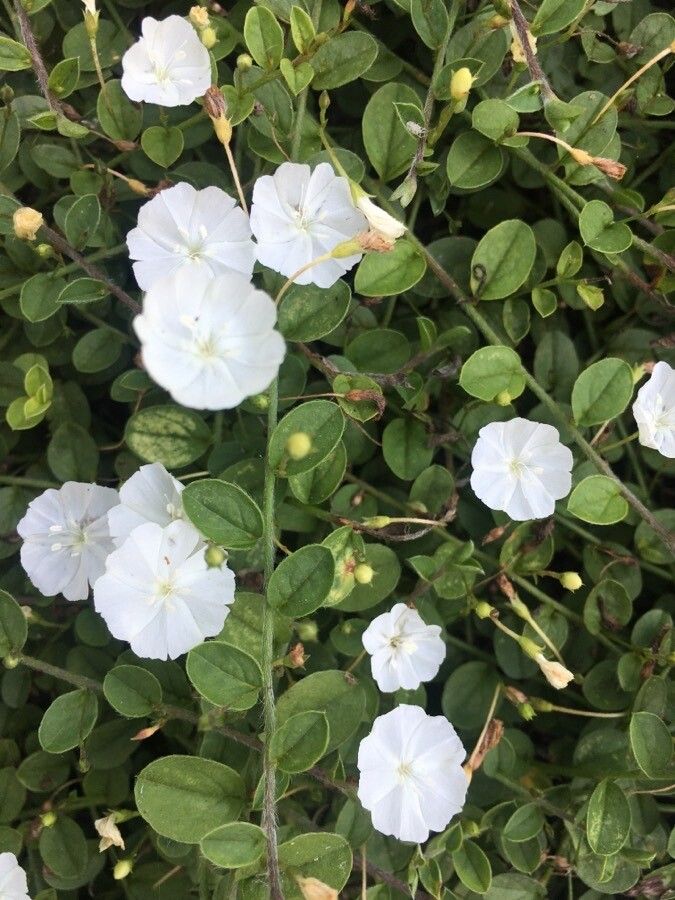 Evolvulus pusillus flower