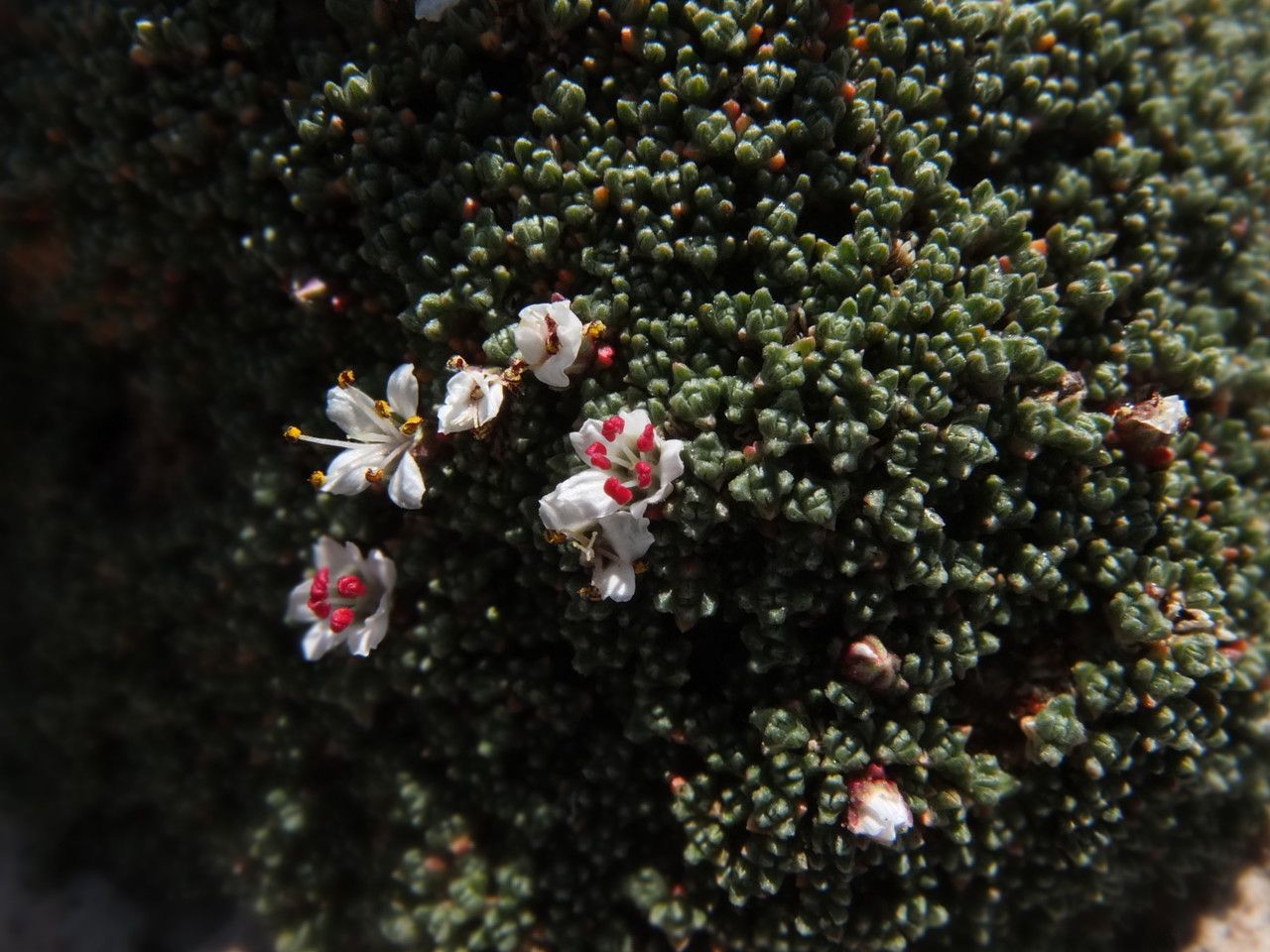 Frankenia triandra flower